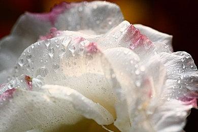 Bungie给LGBTQ+社区捐款：我们的游戏里没有仇恨